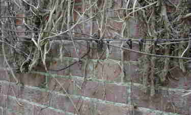 rear wall detail of Summerfields Walled Garden in 2000
